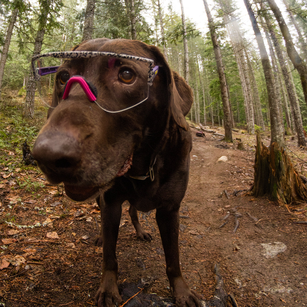 The Son Of Beach Try-Hard image 4